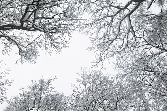 Snow covers the tree branches.
