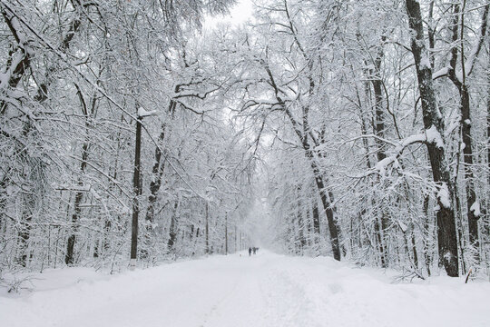 Snow-covered path through a winter forest scene