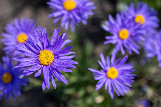 Colorful flowers bloom in the garden in spring