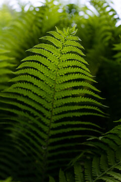 Fern leaves.
