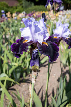 Iris flowers