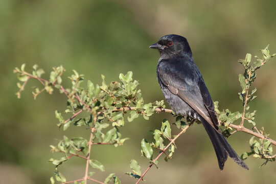 Gabelschwanzdrongo / Fork-tailed drongo / Dicrurus adsimilis