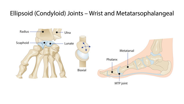 Ellipsoid (Condyloid) Joints &ndash; Wrist and Metatarsophalangeal
biaxial movement of ellipsoid joints at the wrist and metatarsophalangeal joints.