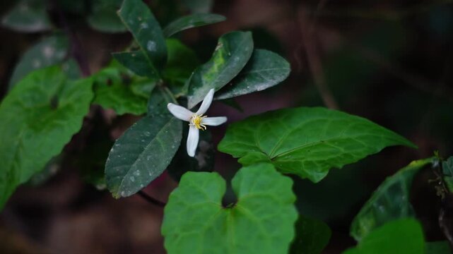 A video showcasing a close-up view of a plant with small white flowers growing in a lush green environment