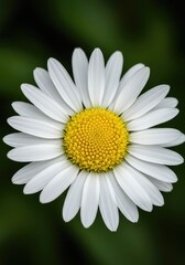 Fototapeta premium Detailed macro view of a classic white daisy showing delicate petals and a vibrant yellow center surrounded by soft green foliage ,herbaceous ,detail ,nature