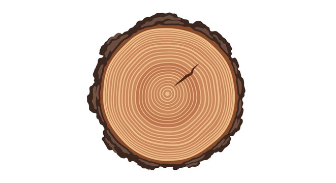 Tree Trunk Cross Section.