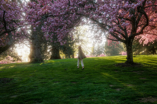 Woman Walks Under Cherry Blossom Trees in a Park During Spring