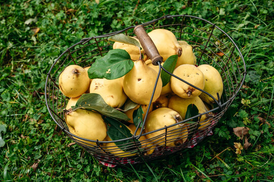 Quinces