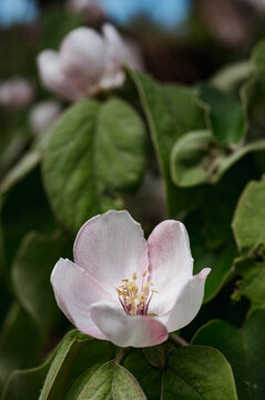 Quince Blossom