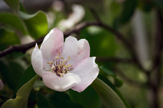 Quince Blossom