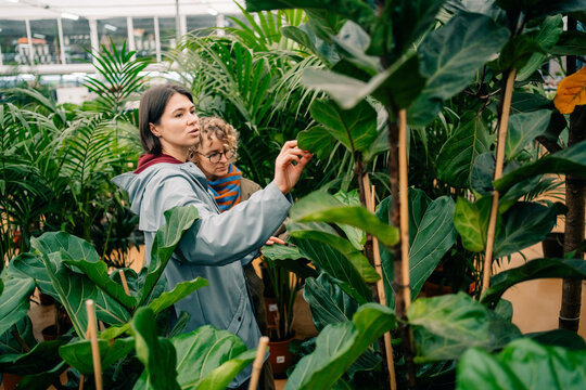 Women Shopping for Plants in Greenhouse on a Sunny Day in Autumn