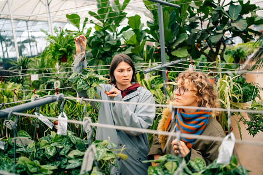 Women Shopping for Plants in Greenhouse on a Sunny Day in Autumn