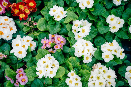 Primroses Bloom in a Garden During Springtime in a Sunny Location
