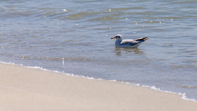 Brown-headed gull floating along the sandy shoreline in Mannar, Sri Lanka. Gentle waves and coastal beach habitat