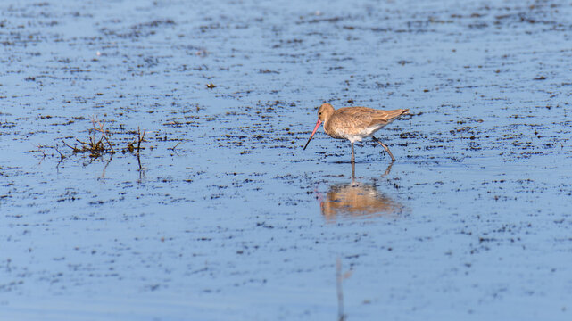 Black-tailed godwit wading in a shallow lagoon in Mannar, Sri Lanka. Coastal wetland wildlife habitat