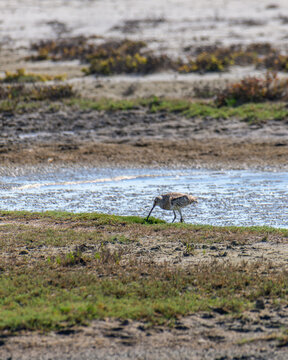 Eurasian curlew foraging on mudflats in Mannar Lagoon, Sri Lanka. Shallow pools and coastal wetland habitat