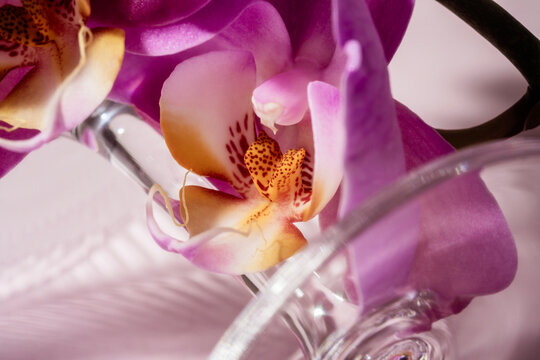 Orchid