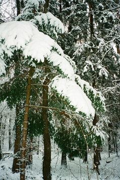Snow-covered pine trees in winter forest
