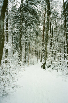 Snow-covered forest path in winter