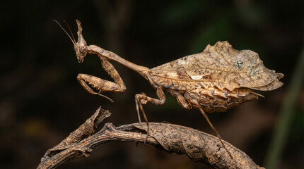 Fototapeta premium Dead leaf mantis camouflaged on a dry branch in the dark forest