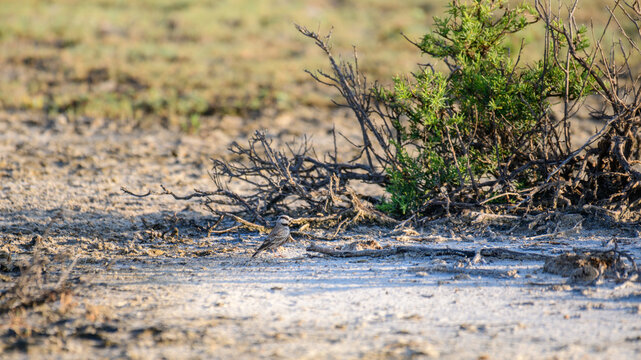 Ashy-crowned sparrow-lark bird on mudflat in Mannar, Sri Lanka.