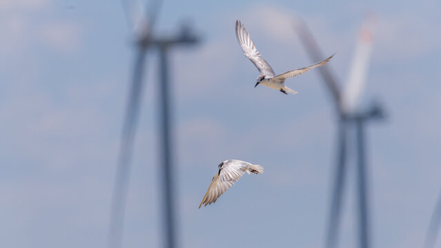 Whiskered Terns flying against wind turbines in Talaimannar, Sri Lanka. Coastal wetland wildlife scene