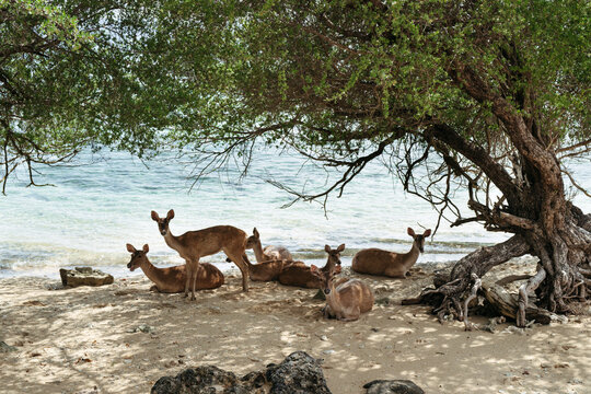 Deer Resting Under Trees by the Tranquil Beach Shoreline