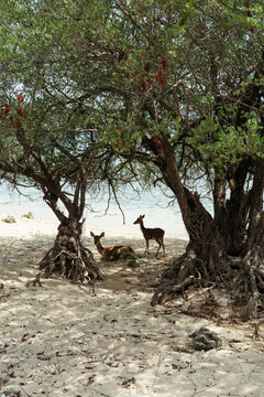Graceful Deer Resting Under Trees on a Tranquil Beach