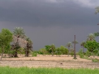 Fototapeta premium Serene rural landscape with palm trees and stone wall under stormy overcast sky on dirt road