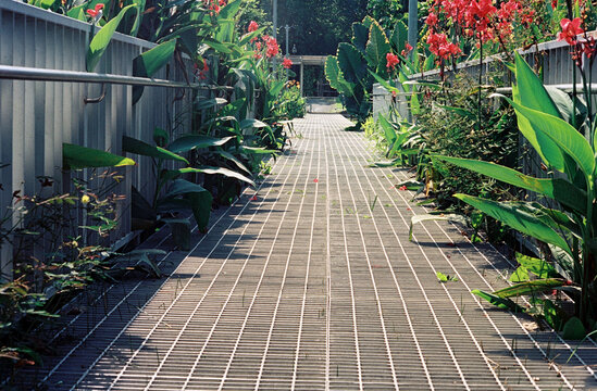 Film photo 35mm cine negative footpath garden landscape outdoor nature