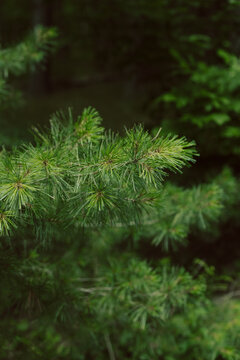Greenery in the Forest