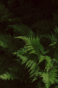 Ferns in the Forest