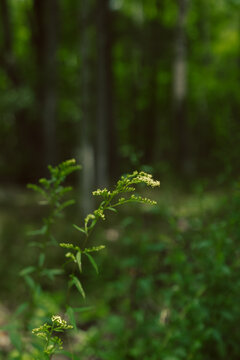 A Yellow Wildflower