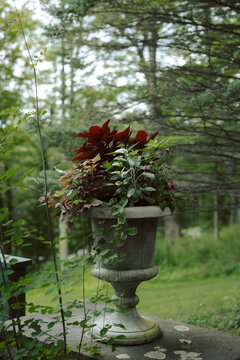 A Potted Plant