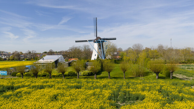 Aerial view of a traditional Dutch windmill standing behind a vibrant yellow rapeseed field and lush green trees under a clear blue sky in Zeeland, Netherlands.