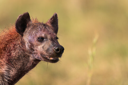 Portrait Of Spotted Hyena Face Stained With Blood  