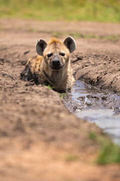 Spotted Hyena Lying In A Puddle Of Water, Vertical Portrait  