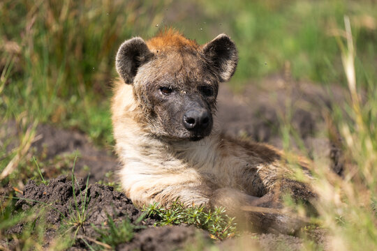 Spotted Hyena Portrait, Masai Mara National Reserve  