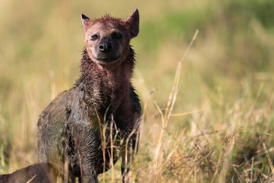 Spotted hyena Stained With Blood After Feeding On Prey  