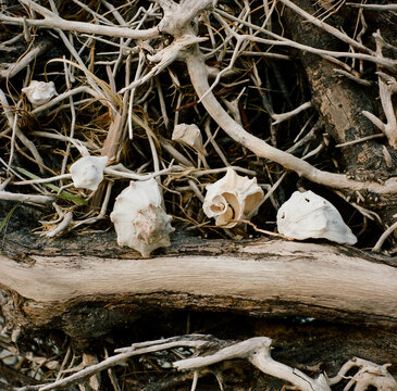Seashells on driftwood