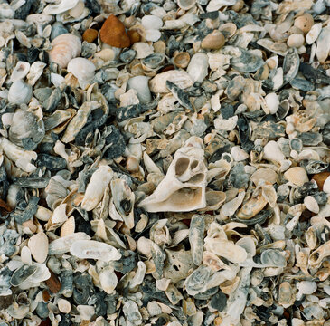 Seashells from above