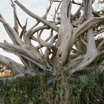 Driftwood in marsh