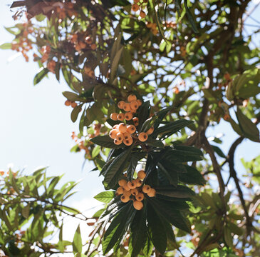 Loquat fruit on a tree branch