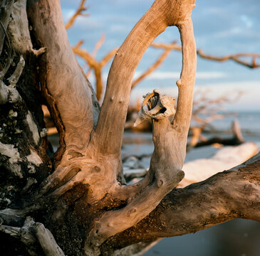 Seashell on driftwood