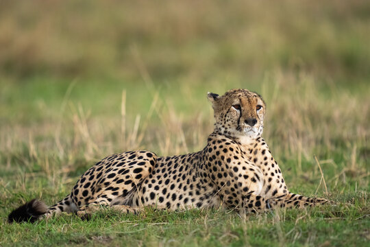 A Cheetah Is Looking Around While Lying  