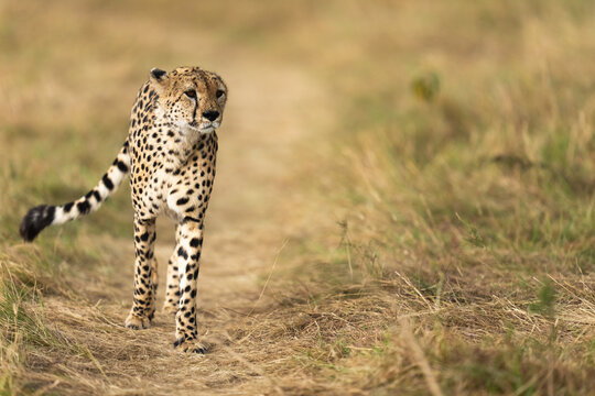 Cheetah In Natural Environment, Masai Mara National Reserve  