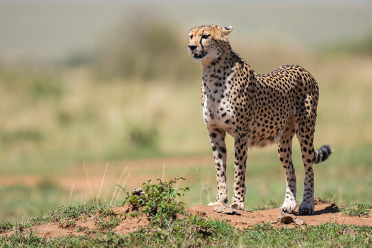 Cheetah In Open Savannah, Masai Mara, Kenya  