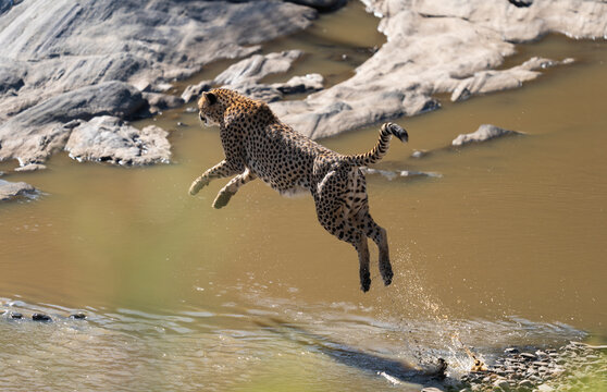Cheetah Leaping Over A River In Masai Mara, Kenya  