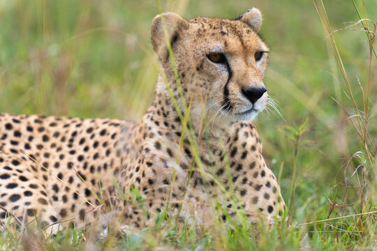 Cheetah Looking Around While Lying  