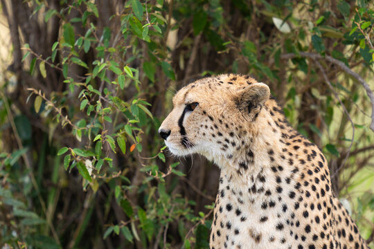Cheetah Portrait, Masai Mara National Reserve, Kenya  